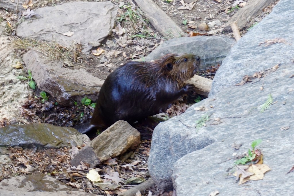DSC01267